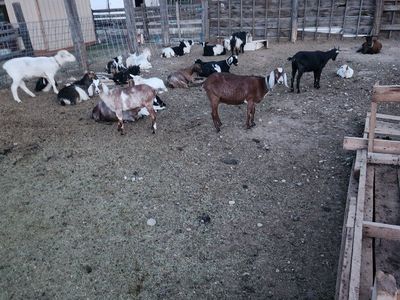 Goats Big & Small Girls & Boys