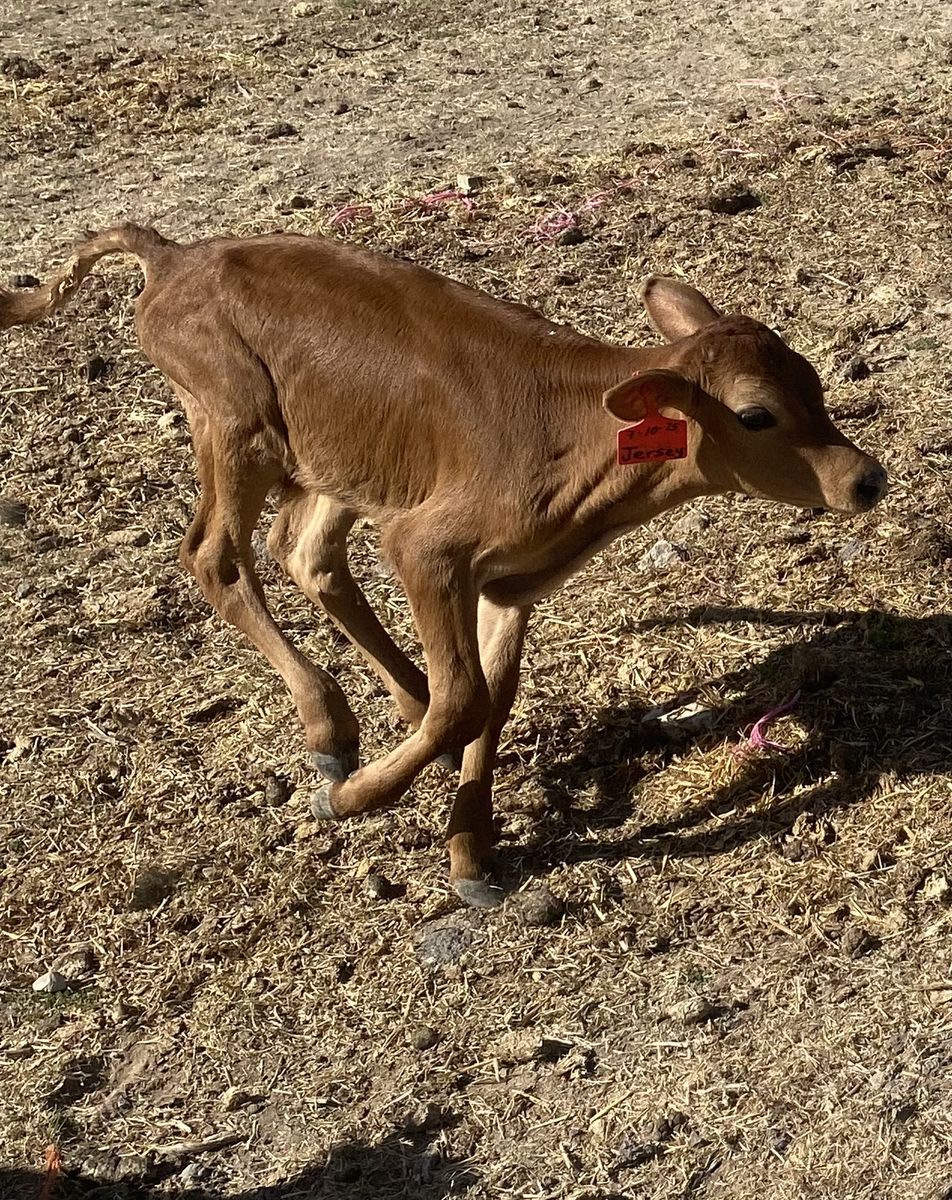 2-3 Week Old Jersey Bull Calves - Strong, Come with a Brand Inspection.