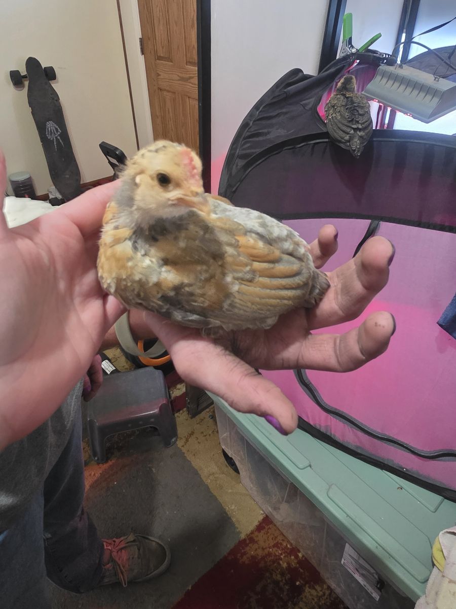Free bantam chicks