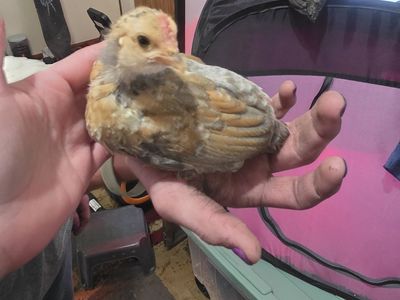 Free bantam chicks