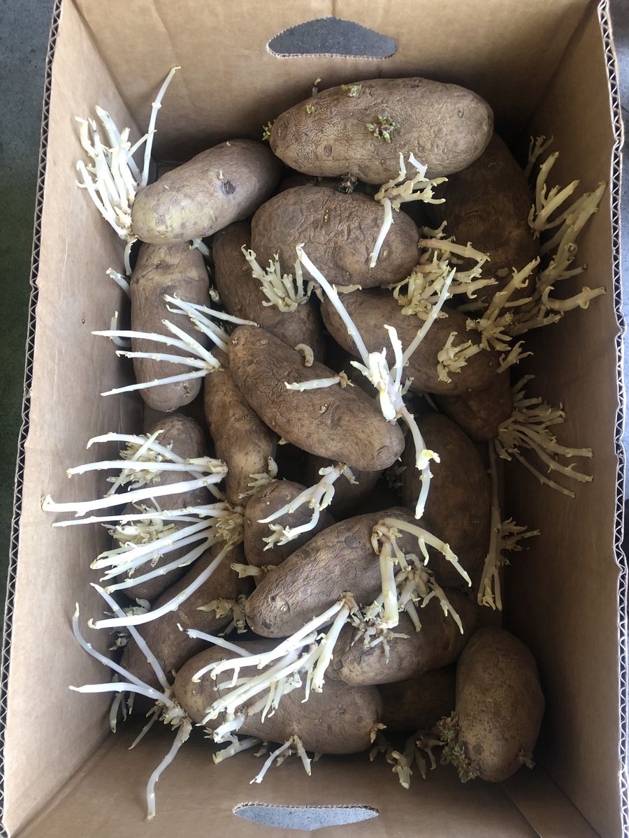 Seed Potatoes for Planting - Russet and Red and Yukon Ready to Grow