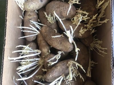 Seed Potatoes for Planting - Russet and Red and Yukon Ready to Grow
