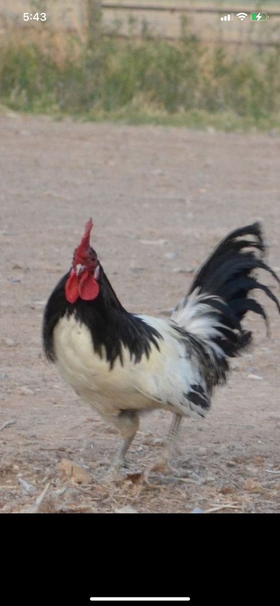 Trio rooster and 2 hens