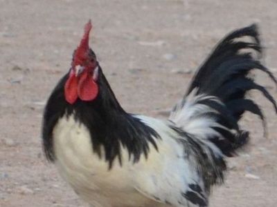 Trio rooster and 2 hens