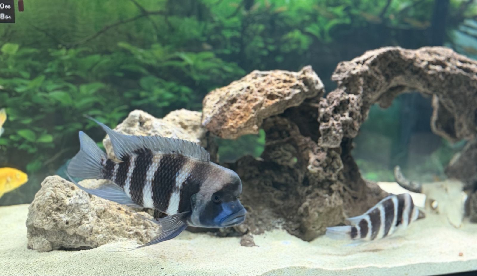 Pair of Frontosa fish