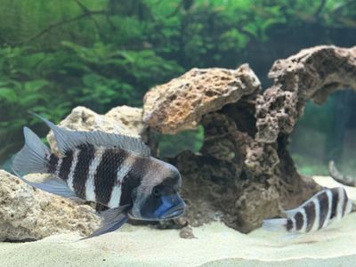 Pair of Frontosa fish