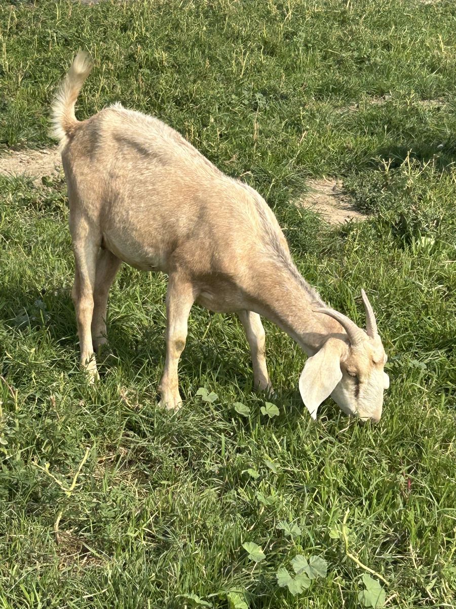 Goats for sale 