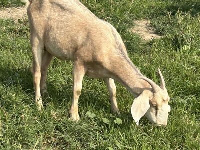 Goats for sale