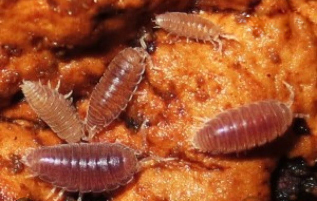 Dwarf Purple Isopods (30+)