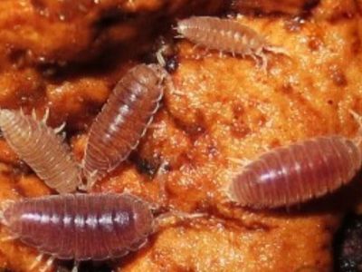 Dwarf Purple Isopods (30+)
