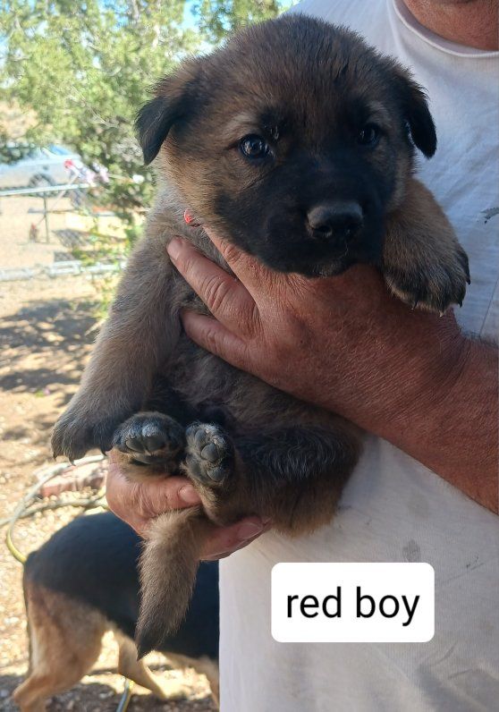 German Shepherd puppies