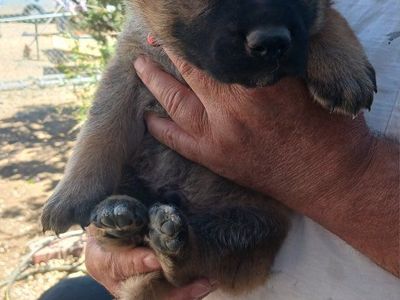 German Shepherd puppies