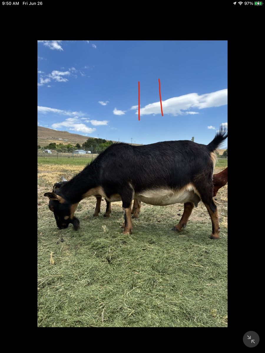 Nigerian Dwarf Kids And 2 Milking Does