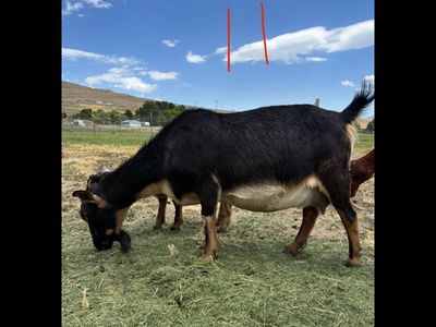 Nigerian Dwarf Kids And 2 Milking Does