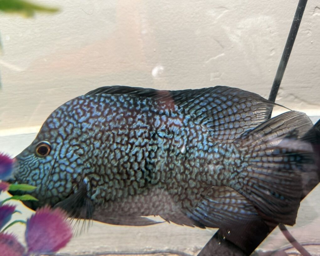 Huge Carpintis Cichlid