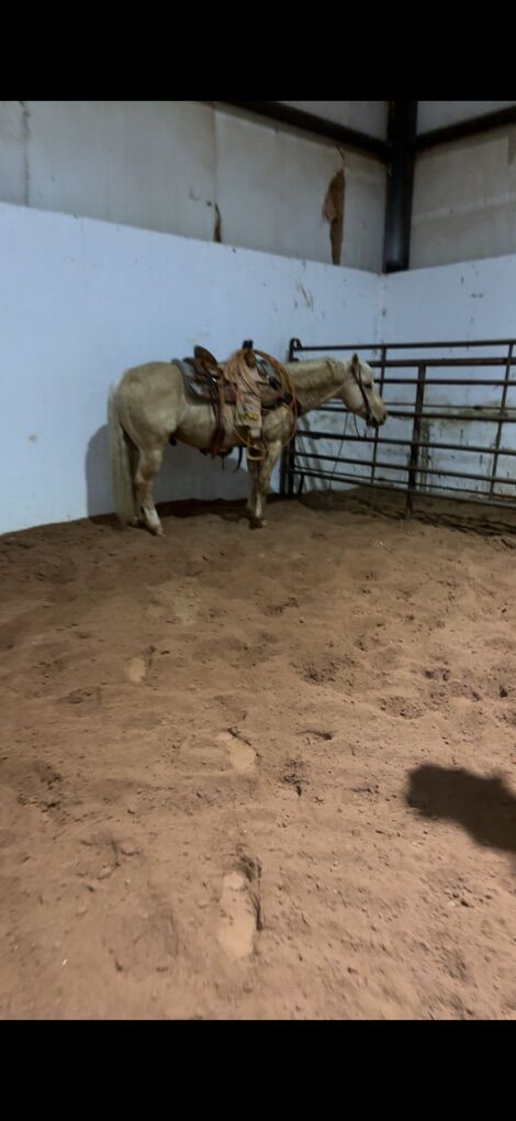 Shining spark Heel Horse