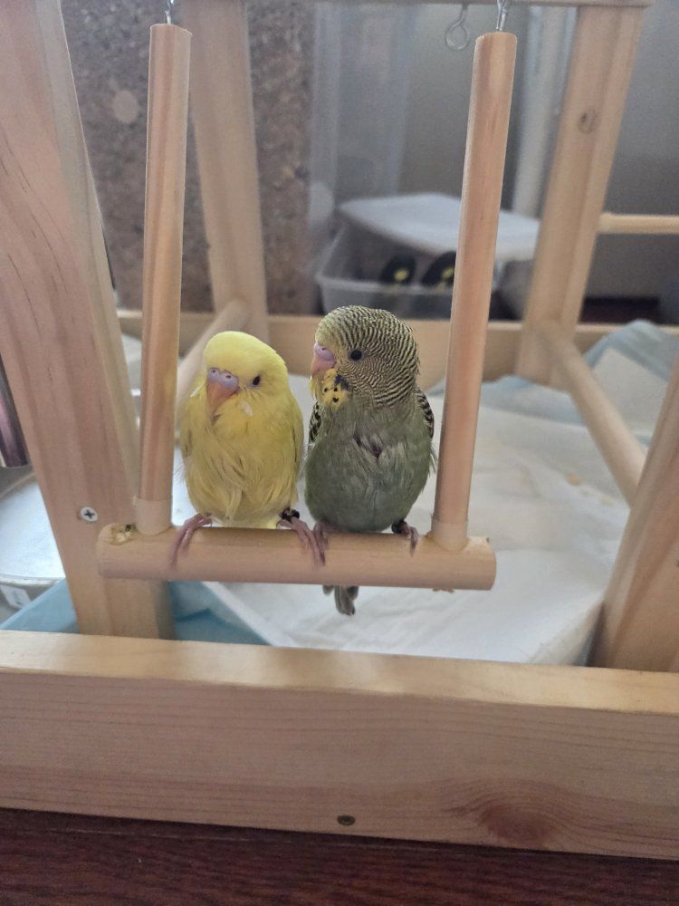 Baby, handfed parakeets
