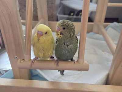 Baby, handfed parakeets