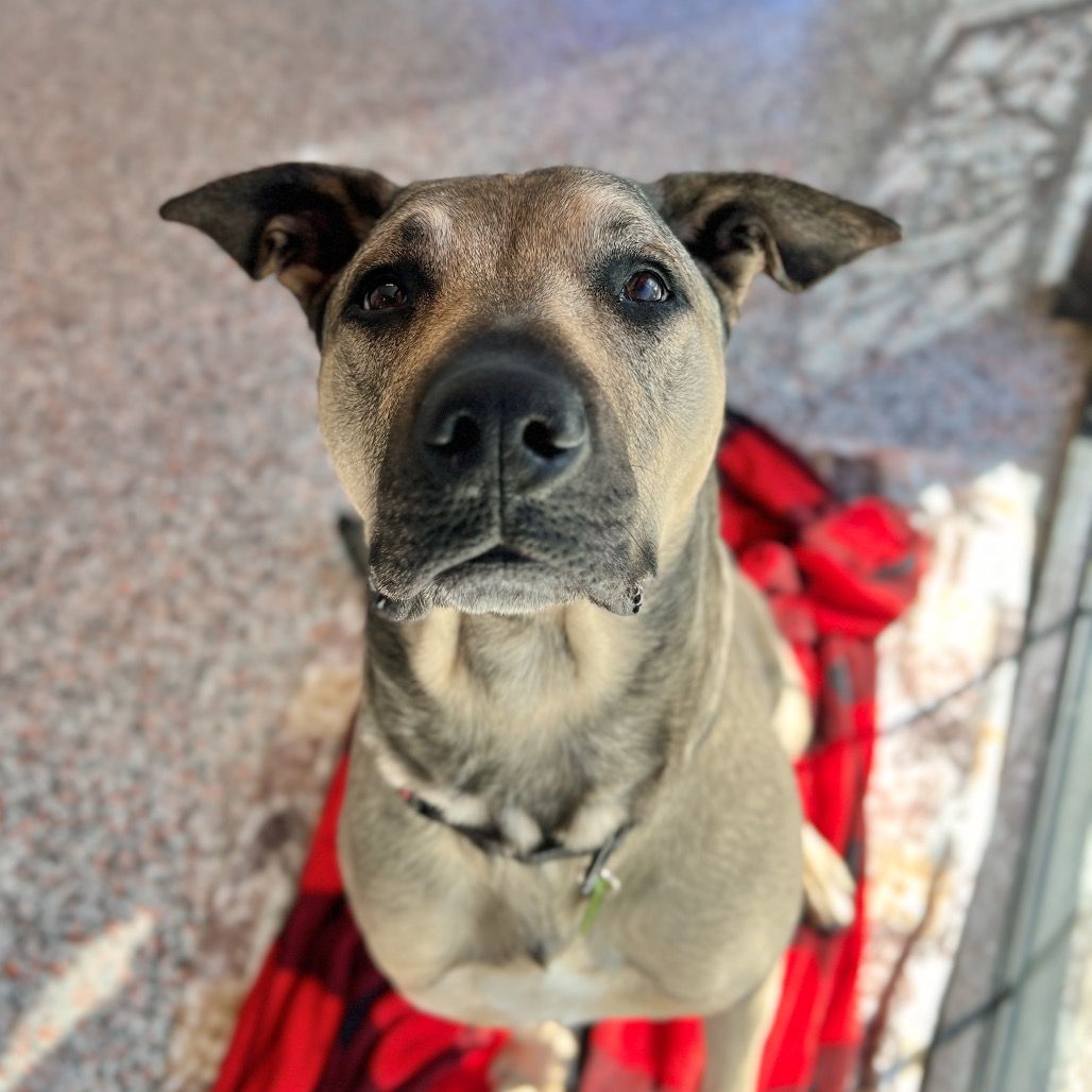 Hello my name is Poblano