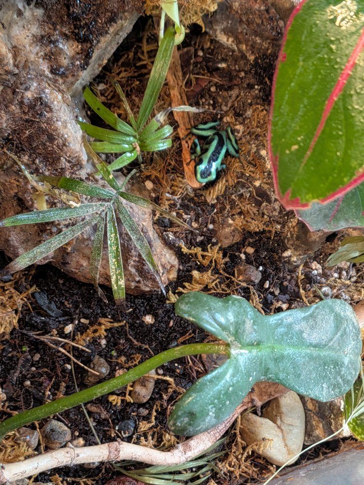 4 dart frogs and planted viv