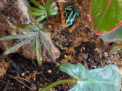 4 dart frogs and planted viv