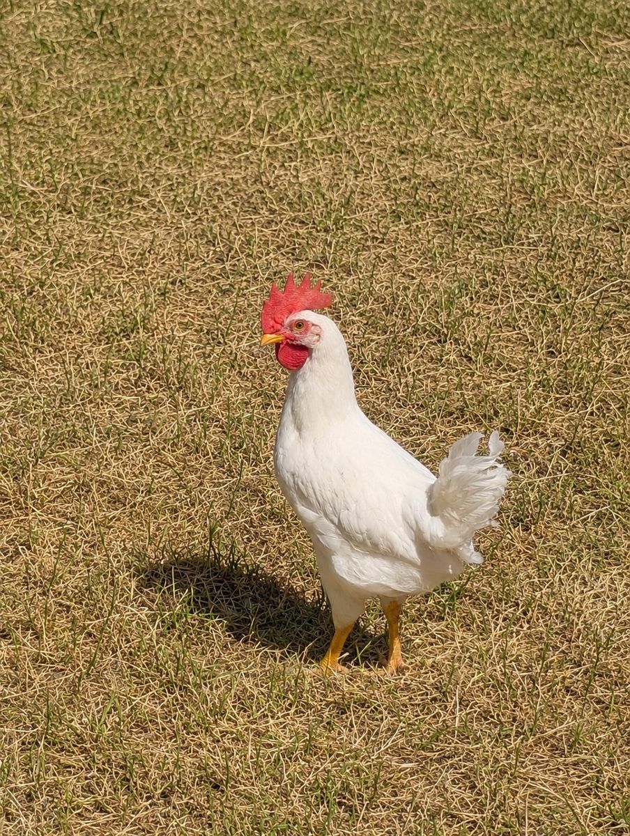 Free chicken - leghorn white young rooster