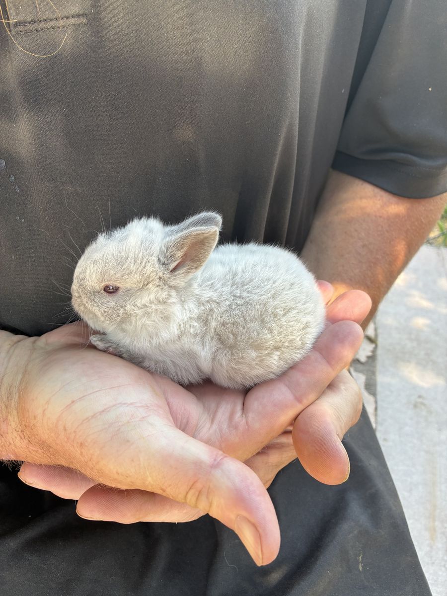 Bunnies