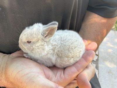 Bunnies