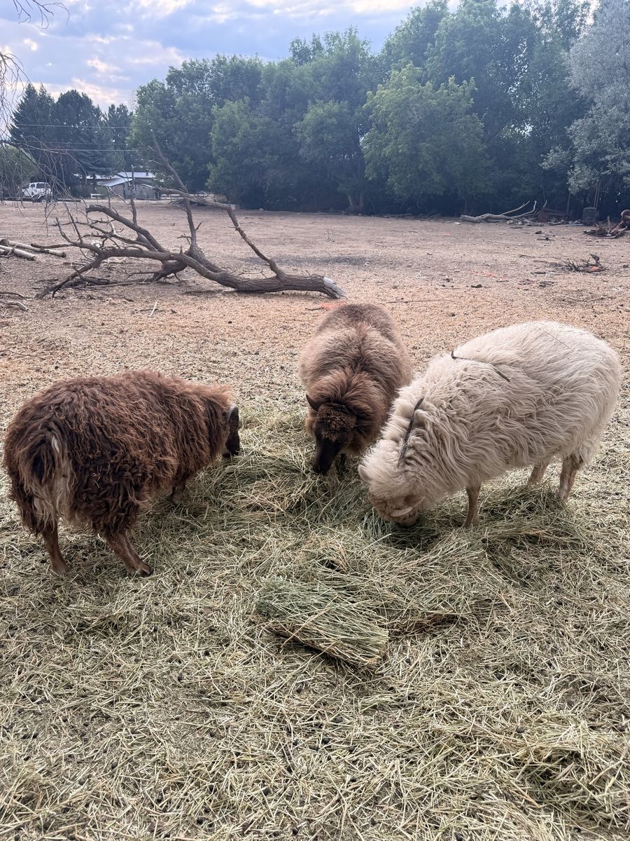 Icelandic sheep