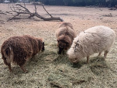 Icelandic sheep