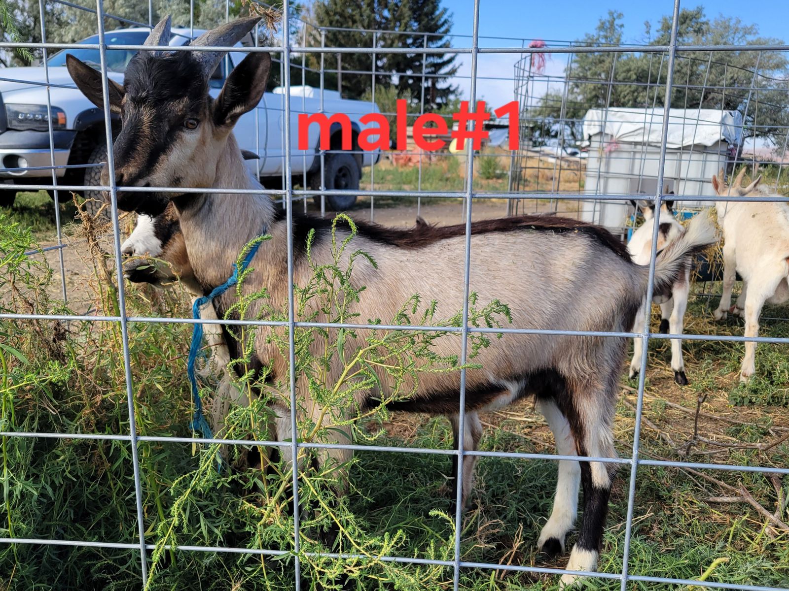 5 pack goat kids