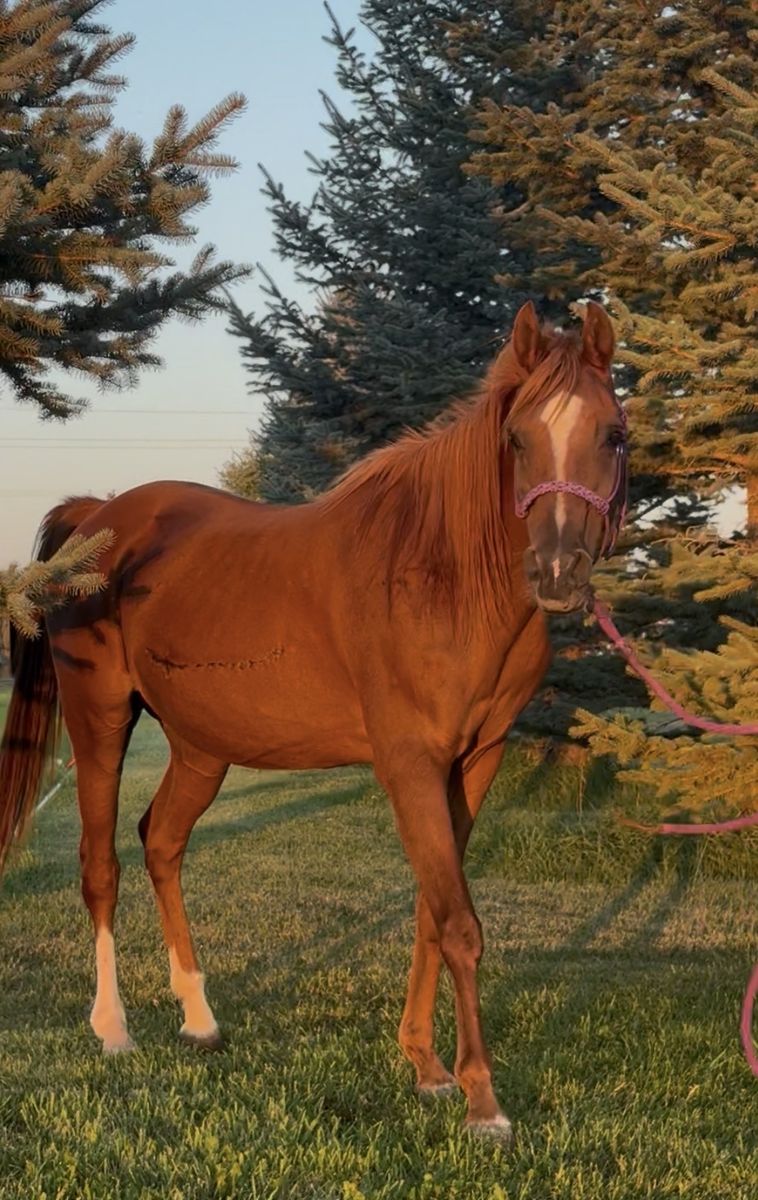 Older arabian Mare