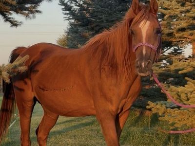 Older arabian Mare