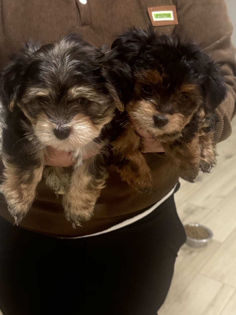 puppies For Sell