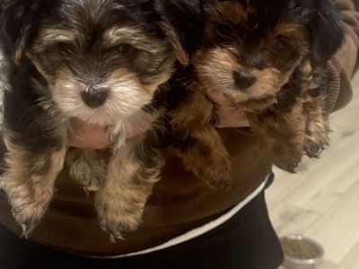 puppies For Sell