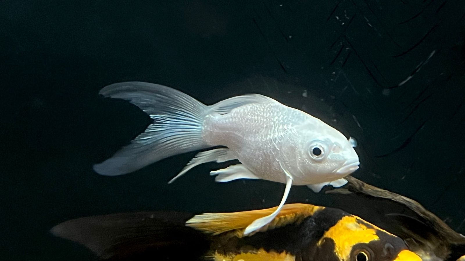Platinum Shortbody koi