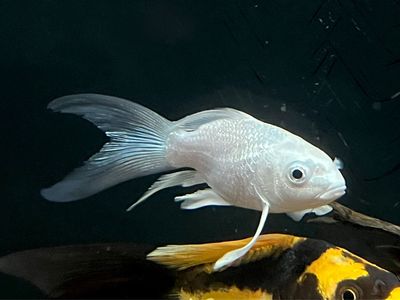 Platinum Shortbody koi