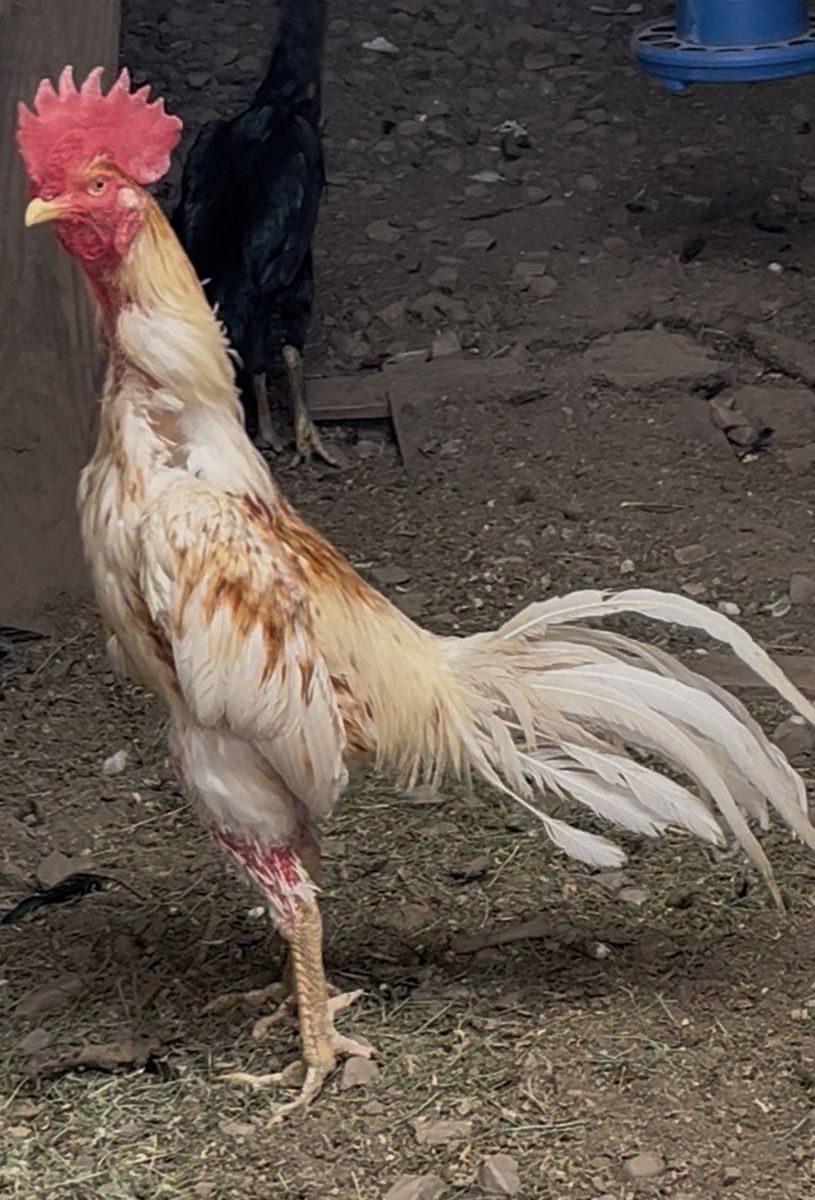 Beautiful Rooster