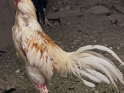 Beautiful Rooster