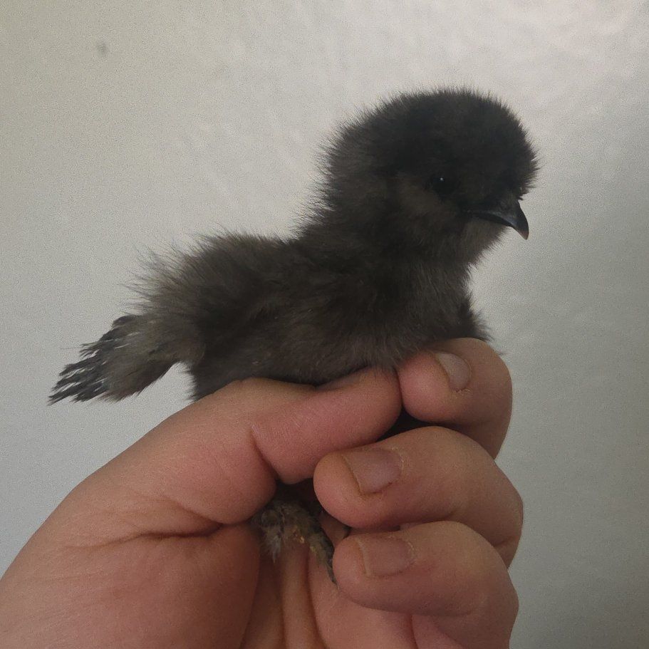 Silkie Chicks straight run