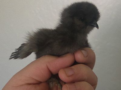 Silkie Chicks from great lines - straight run