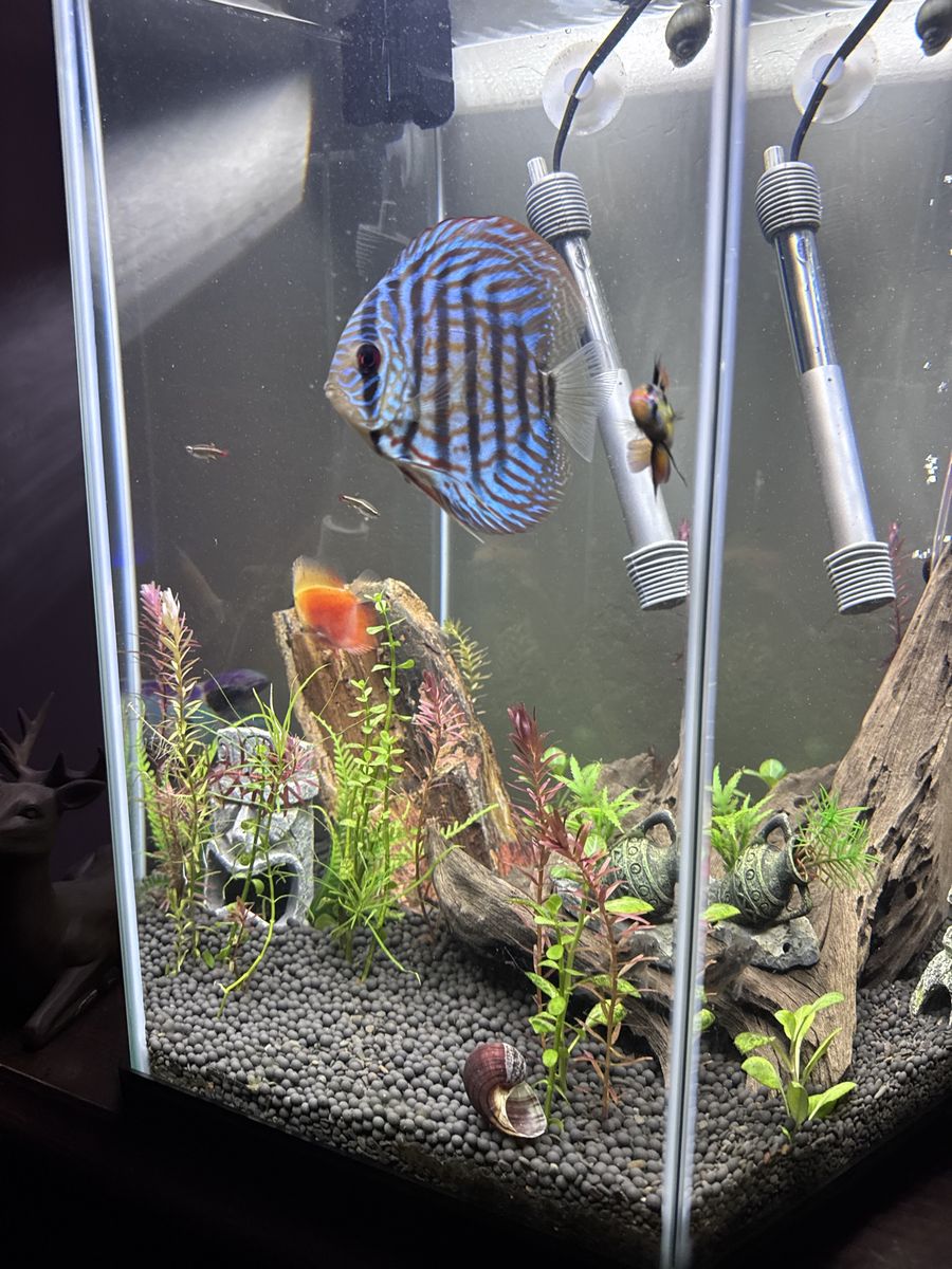 22 gal fish tank set up!