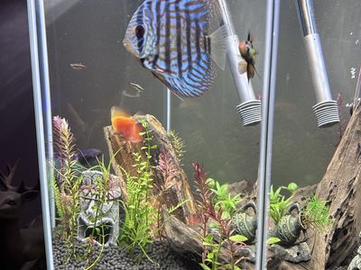 22 gal fish tank set up!