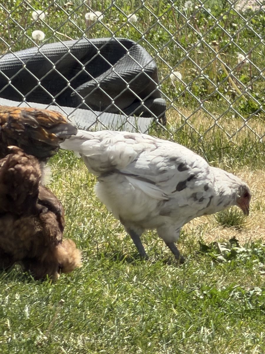 Olive egger hen