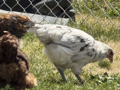 Olive egger hen