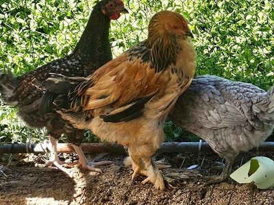 28 pullets total, 5.5 mo old +starting to lay! breeds listed