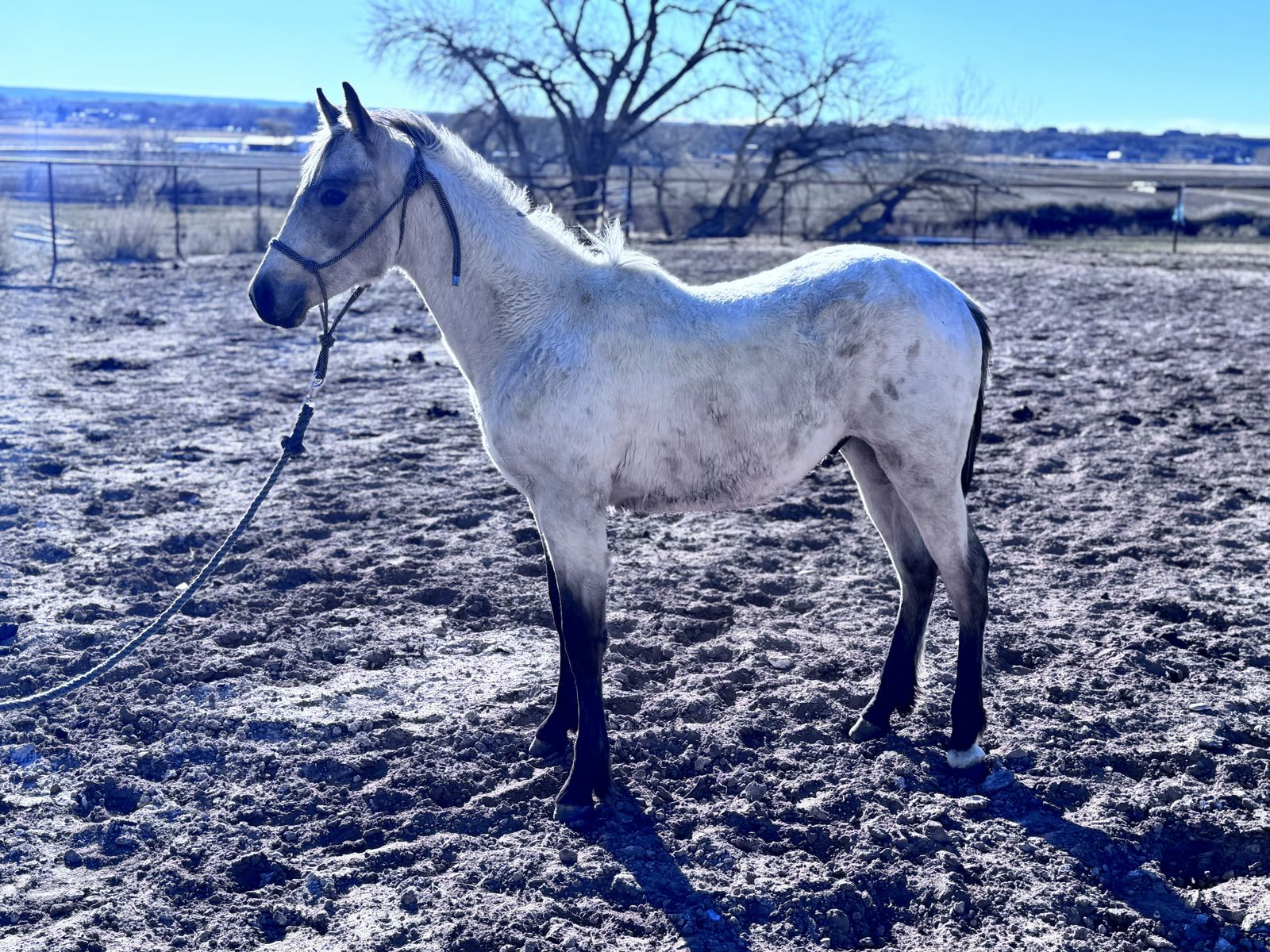AQHA ‘25 Colt