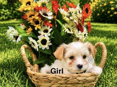Morkiepoo