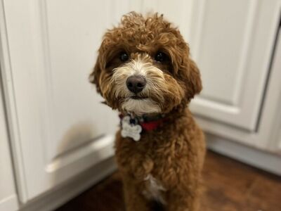 Goldendoodle Stud 8lbs Perfect Choice!