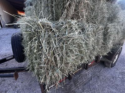 Grass hay